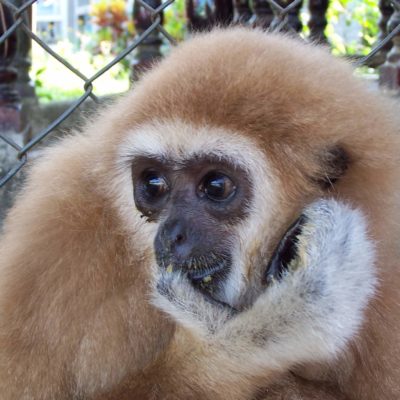 New experiences with gibbons