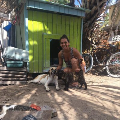Caye Caulker Cats and Dogs