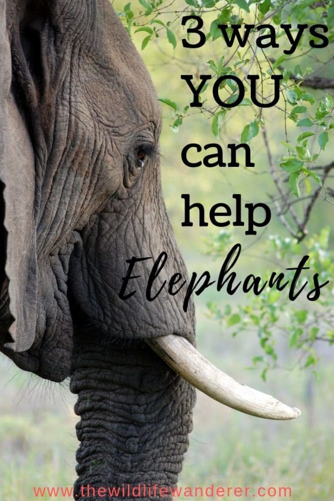How you can help elephants 