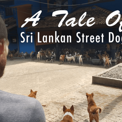 Where Do All Of The Unwell Sri Lankan Street Dogs Go?