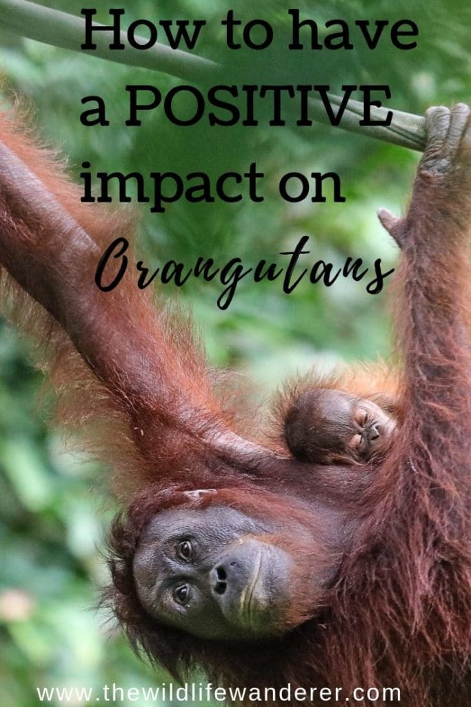 palm oil and orangutans