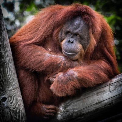 Palm Oil And It’s Devastating Impact On Orangutans