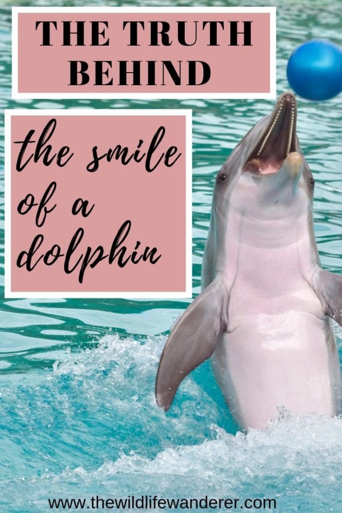 The truth behind the smile of a dolphin